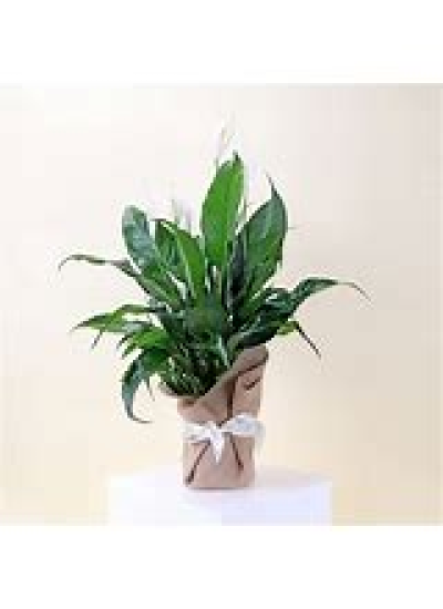 Peace Lily - Peace lily (Spathiphyllum) is a popular flowering houseplant with the following features: 
Leafy Place, Brilliant white spathe flowers, Large glossy green leaves, Long flowering stems, Thrives in various light conditions, including low light and shade.
This is a beautiful, lush plant is a perfect alternative to a bouquet.